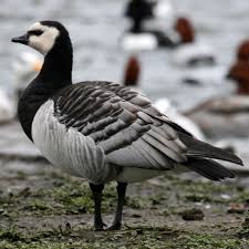 Image result for barnacle goose