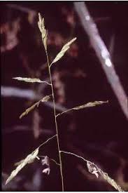 Leersia oryzoides (L.) Sw. rice cutgrass