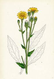 Hieracium Boreale Broad-leaved Hawkweed Drawing by English ...