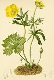 Ranunculus montanus - Wikispecies