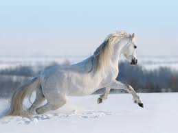 Bildergebnis für schöne pferde