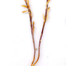 Linaria genistifolia (broom-leaved toadflax): Go Botany
