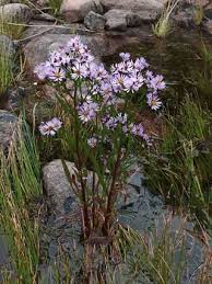 Sea Aster, Tripolium pannonicum - Flowers - NatureGate