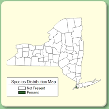 Linaria supina ssp. supina - Species Page - NYFA: New York Flora ...
