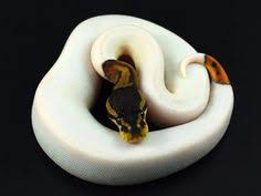 Image result for snakes, frogs, worms: Steven Jarrot