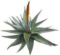 BOTANICAL CLASSIFICATION OF ALOE BARBADENSIS IS AS FOLLOWS