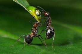 Risultati immagini per formiche