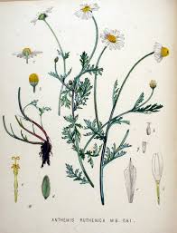 File:Anthemis ruthenica — Flora Batava — Volume v20.jpg ...