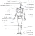 Encyclopdie Larousse en ligne - Squelette, systme osseux