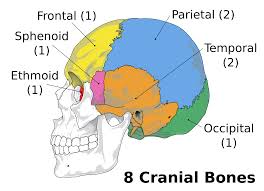 Image result for human skull bones