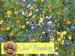 Image result for seed bombing