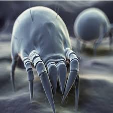 Image result for dust mite images free