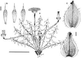Taraxacum umbrosum (Asteraceae, Cichorieae), a new species ...