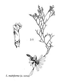 Sp. Limonium multiforme - florae.it