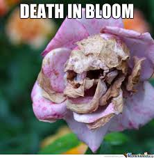 Flower Memes. Best Collection of Funny Flower Pictures via Relatably.com