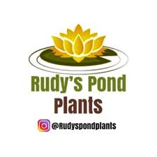 Rudy’s Pond Plants