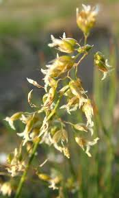 Hierochloe odorata Calflora