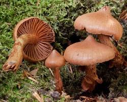 Deadly webcap (Cortinarius rubellus) mushroom
