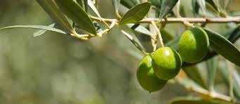 olive ile ilgili görsel sonucu