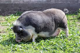 Image result for pot belly pig images