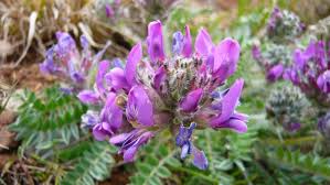 An expedition to East Ross to rescue the rare Oxytropis halleri ...