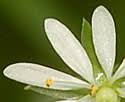 Stellaria longifolia (Long-leaf Starwort): Minnesota Wildflowers