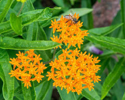 Image of Butterfly Weed flower
