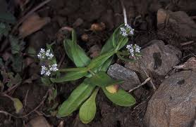 Valerianella muricata (Steven ex M.Bieb.) W.H.Baxter | Plants of the ...