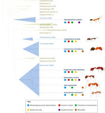 Ant genomics sheds light on the molecular regulation of social ...
