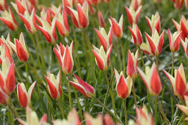 Tulipa clusiana 'Cynthia' (Botanical Tulip)