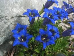 Gentian (Gentiana kochiana) we used to pick these in the Alps ...
