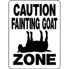 For Angela aka My Fainting Goat on Pinterest | Goats, Nigerian ... via Relatably.com