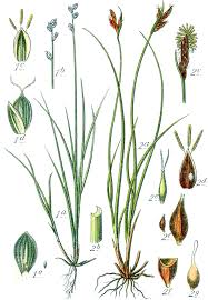 Carex mucronata - Wikipedia