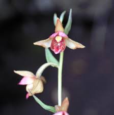 Epipactis in Flora of China @ efloras.org