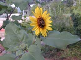 Helianthus annuus (Common sunflower) | Native Plants of North ...