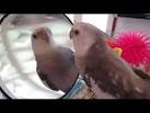 virtual villagers 2 parrots kissing video dailymotion download
