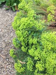 Euphorbia seguieriana - Beth Chatto's Plants & Gardens