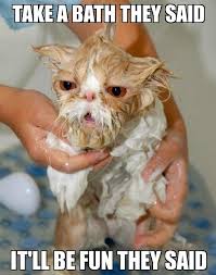 Funny wet cat | Funny Dirty Adult Jokes, Memes &amp; Pictures via Relatably.com