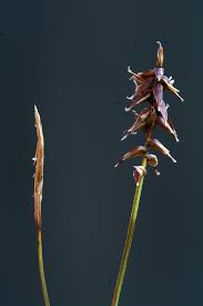 Scheda IPFI, Acta Plantarum Carex_davalliana