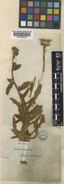 Andryala ragusina L. | Plants of the World Online | Kew Science