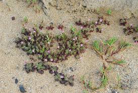 Silene sedoides Poir. | Plants of the World Online | Kew Science
