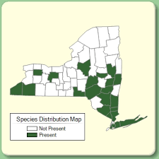 Ajuga reptans - Species Page - NYFA: New York Flora Atlas