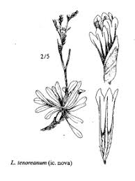 Sp. Limonium tenoreanum - florae.it