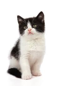 Image result for kitten furry clipart black white whiskers