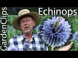 Echinops ritro - Globe Thistle - Growing Echinops - YouTube