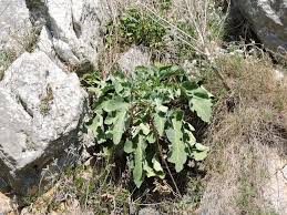 Brassica villosa subsp. tineoi (Lojac.) Raimondo & Mazzola