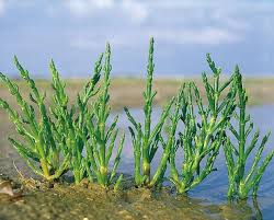 Glasswort-(Salicornia europaea) - The Great Bay National Estuarine ...