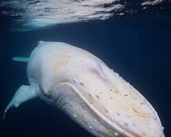 Изображение: белый кит