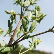 Trigonella corniculata (cultivated fenugreek): Go Botany