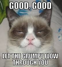 Image result for grumpy cat captain obvious